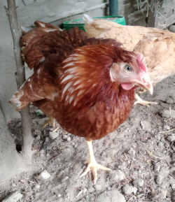 ChickenYoga