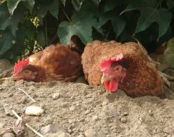ChickenSnozzle