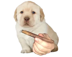D1n_G0e