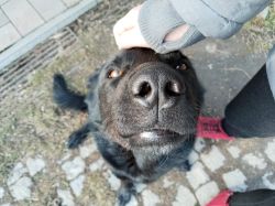 Matterigi